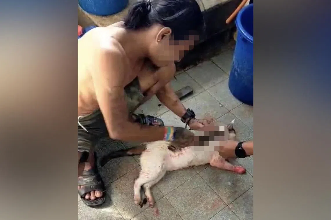 In the video, a man can be seen using a chopper to skin the cat as he speaks to the camera in halting Malay. 