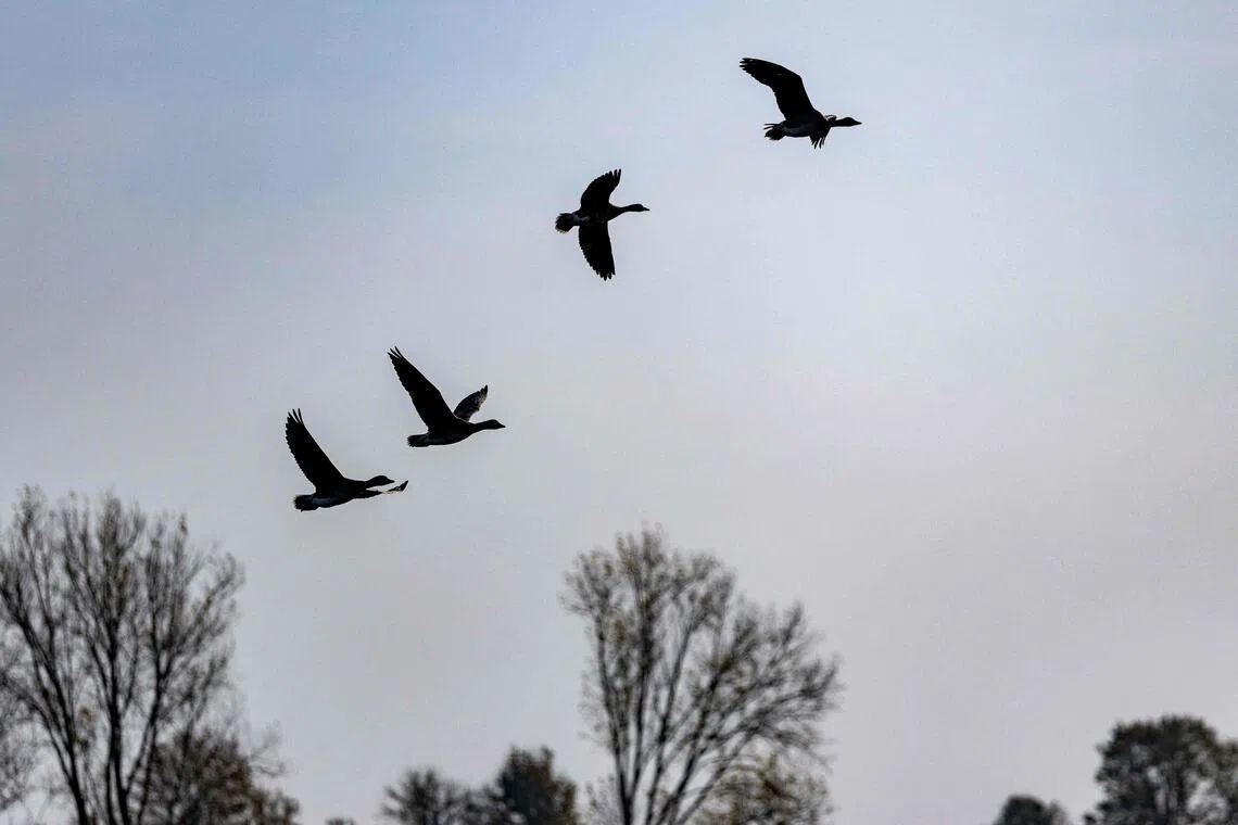 The virulent strain of H5 bird flu has spread through wild bird and mammal populations since 2021, killing millions, infecting poultry and dairy farms and even some farmworkers.