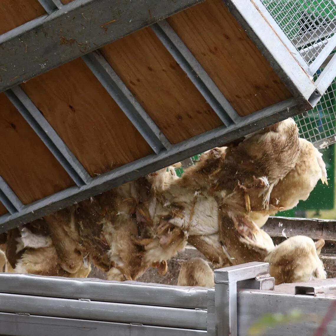 Duck carcasses are disposed of at a duck farm in Neuhardenberg, following the outbreak of the highly contagious bird flu among cranes at a gathering place for migratory birds, in the federal state of Brandenburg, Germany.