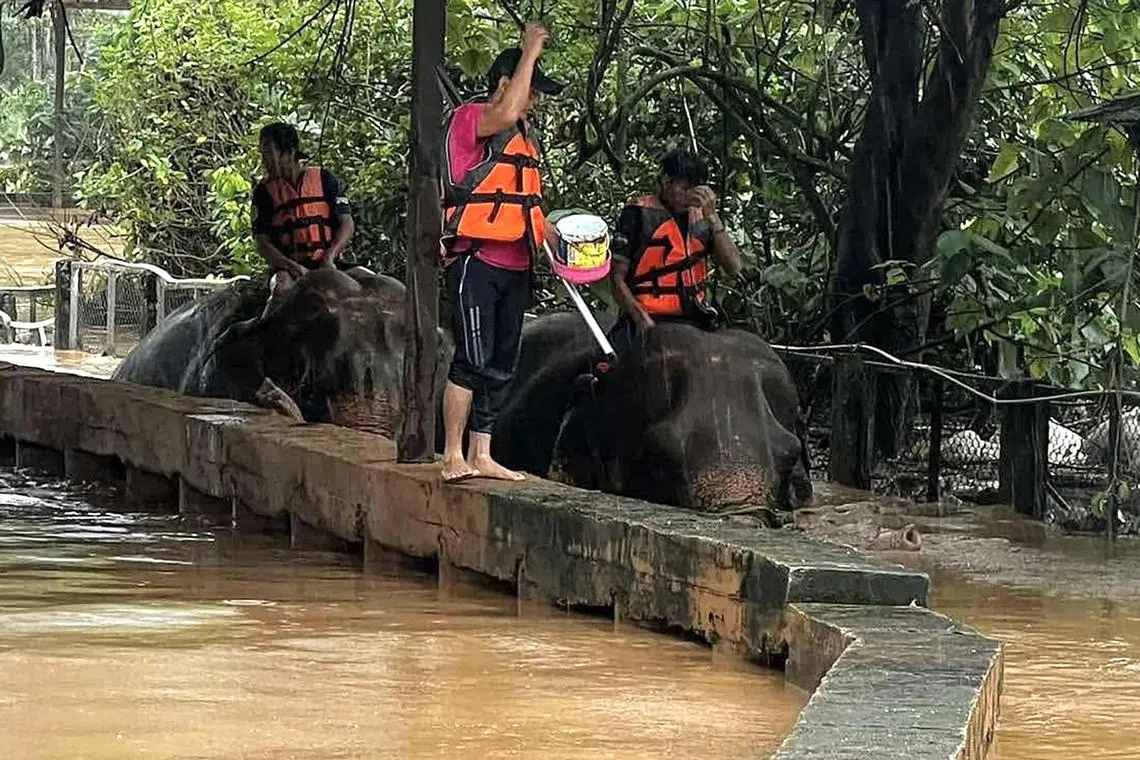 epa11643088 A handout photo made available by Maejo Rescue Association shows rescuers evacuating elephants from a flooded area of Elephant Nature Park in Chiang Mai province, northern Thailand, 04 October 2024 (issued 05 October 2024). Severe flooding caused by heavy rains triggered the rapid rising water level of the Mae Taeng River, in the wake of the Typhoon Yagi, ravaging Thailand's tourist destination province of Chiang Mai. At least two elephants died as a result in the popular elephant sanctuary and thousands of residents and tourists were forced to evacuate while the city economic zone was badly damaged, according to Chiang Mai governor Nirat Pongsitthavorn. Evacuations are ongoing at the Elephant Nature Park, which is home to more than a hundred elephants.  EPA-EFE/MAEJO RESCUE ASSOCIATION HANDOUT  HANDOUT EDITORIAL USE ONLY/NO SALES