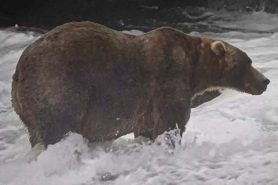 Backpack is the fattest of the fat bears in the US