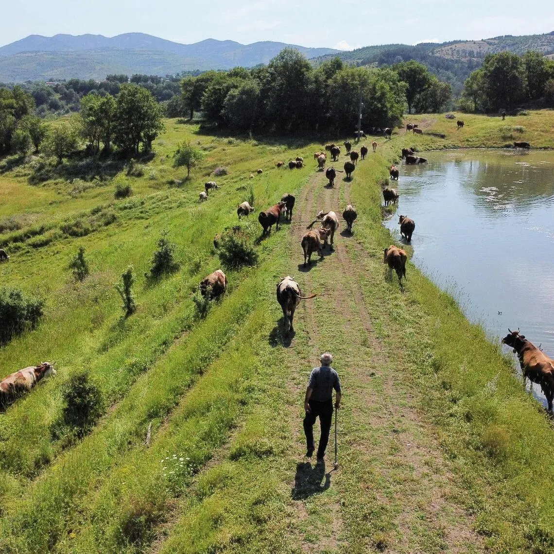 Dairy prices declined 1.5 per cent, pressured by increased supply.