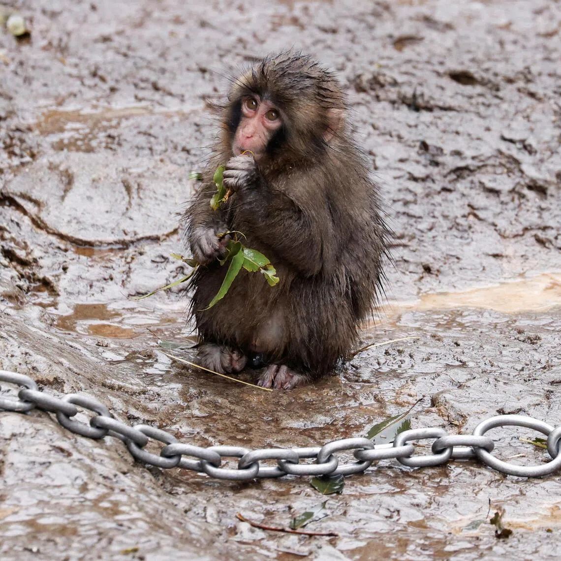 Punch, a Japanese macaque known for clinging to a stuffed orangutan, chews on tree leaves at Ichikawa City Zoo in Ichikawa, Chiba Prefecture, Japan, on March 26.
