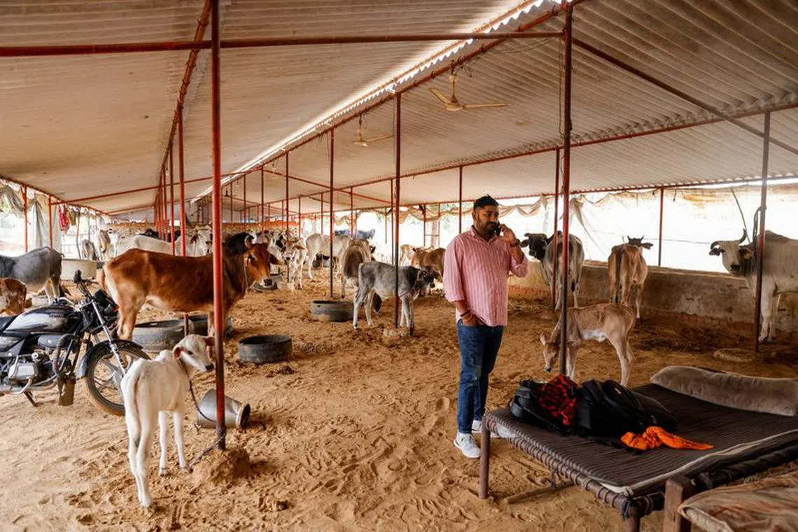 Vishnu Dabad, 30, a Gau Rakshak or a cow protector and politician with the regional political party Jannayak Janta Party(JJP), speaks on his mobile phone at a cow shelter, run by him for injured and sick cows, in Chamdhera village, Haryana, India, November 10, 2023. REUTERS/Anushree Fadnavis