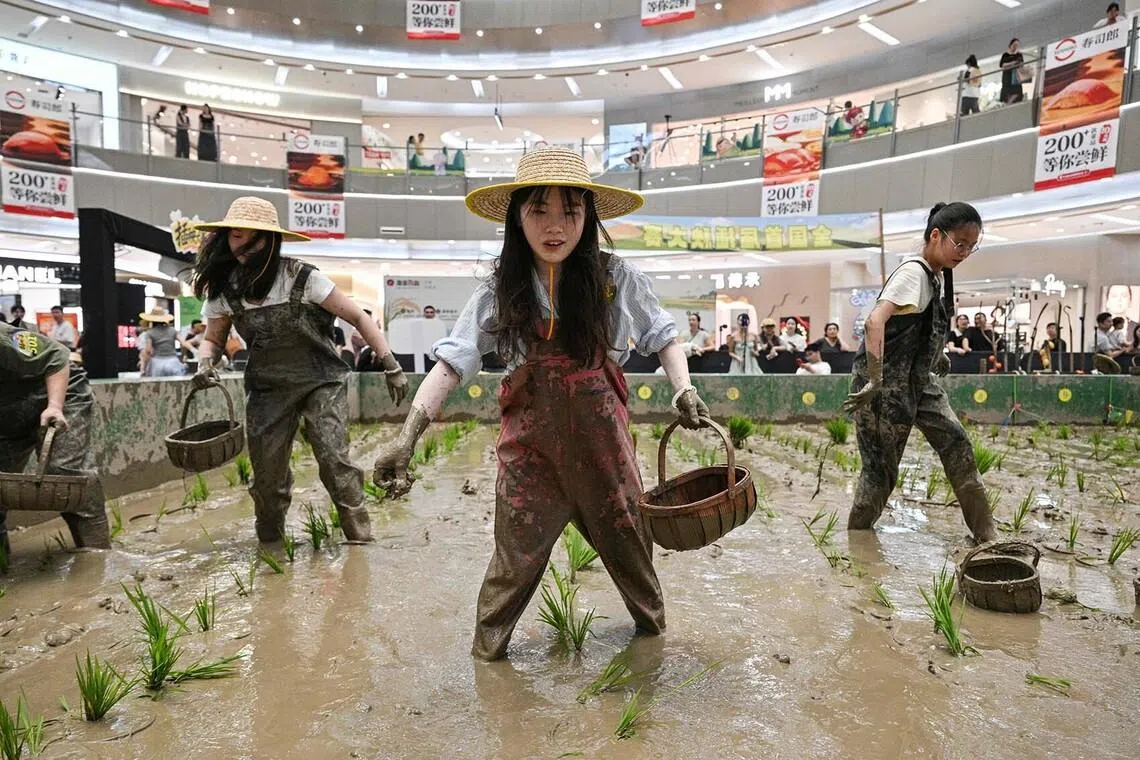 Competitors taking part in a rice transplanting competition in a paddy set up inside a shopping mall in Ningbo, in China's eastern Zhejiang Province on June 21.