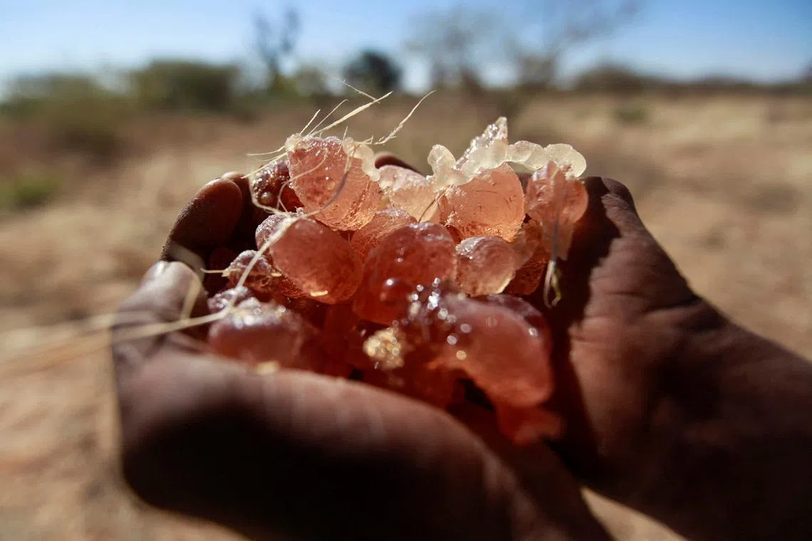 FILE PHOTO: A farmer carries collected gum arabic from an Acacia tree in the western Sudanese town of El-Nahud that lies in the main farming state of North Kordofan December 18, 2012. REUTERS/Mohamed Nureldin Abdallah/File Photo