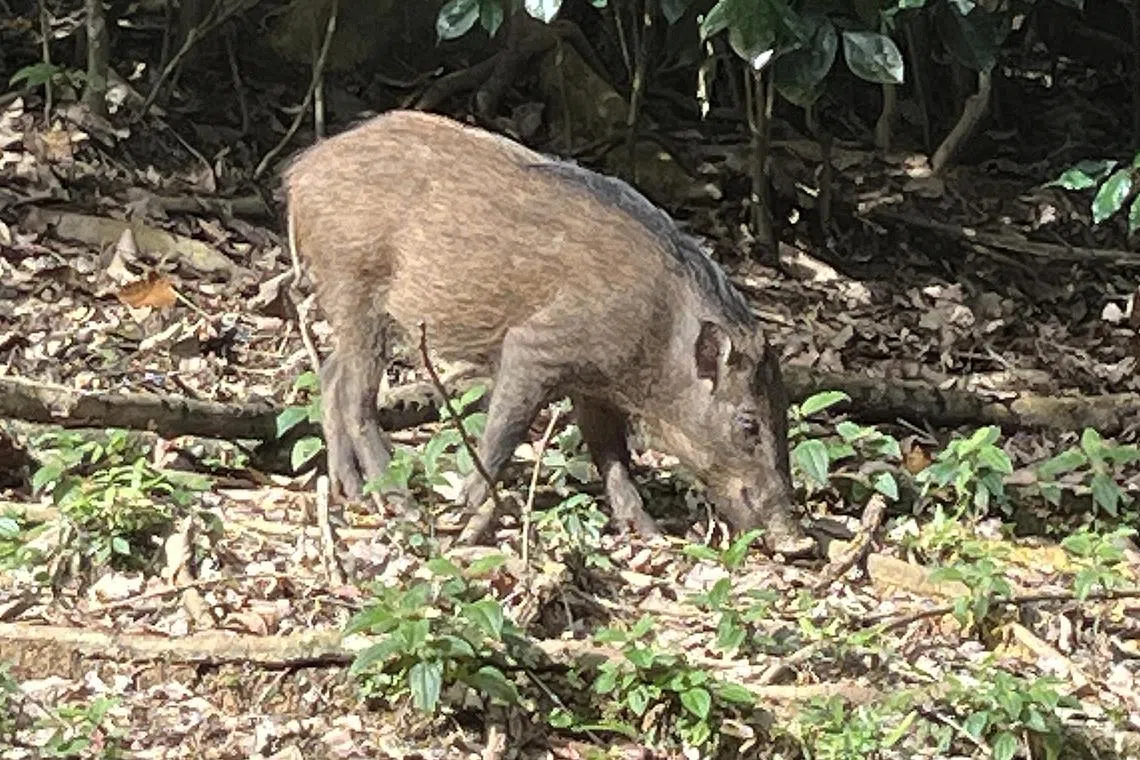 Wild boars are native to Singapore and can be found in our nature reserves, parks, and other green spaces, says NParks. 