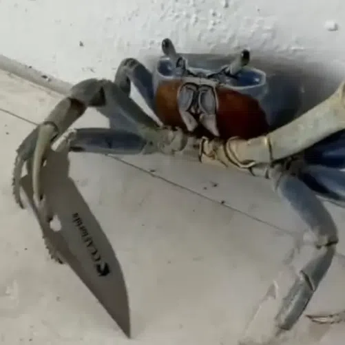 A now viral Instagram video shows a crab wielding what appears to be part of a pocketknife.