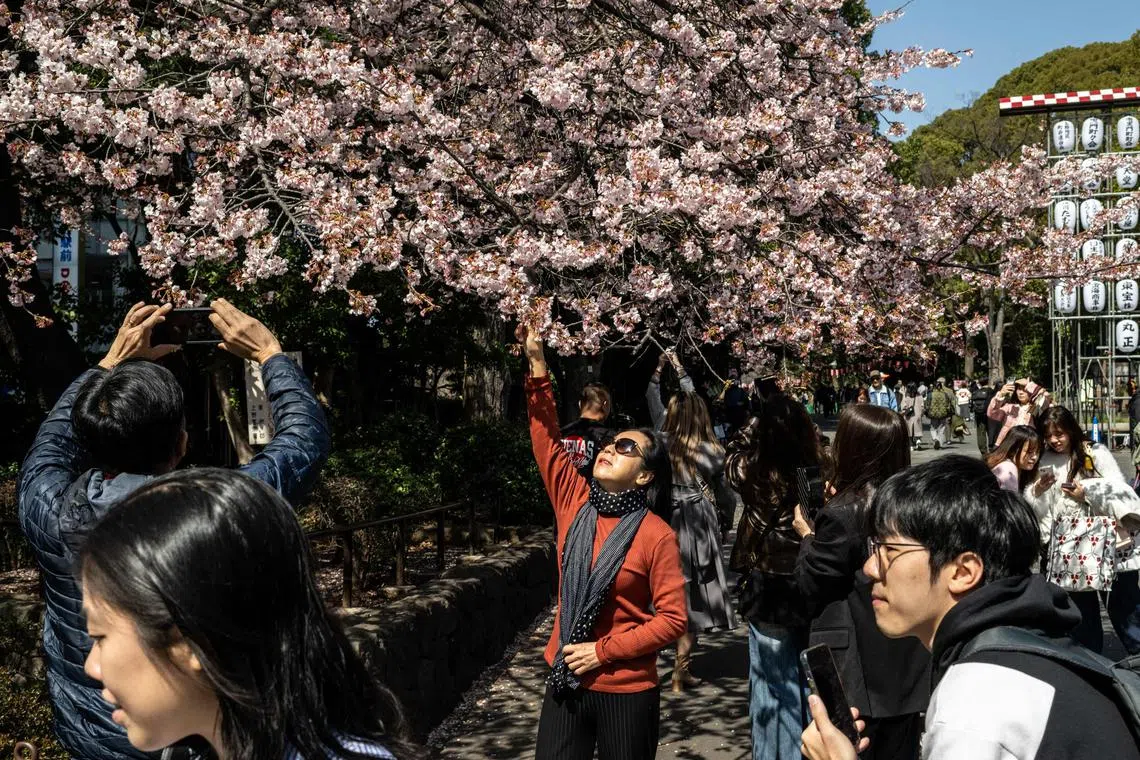 People admiring the cherry blossom trees at Ueno park in Tokyo on March 15, 2024. 