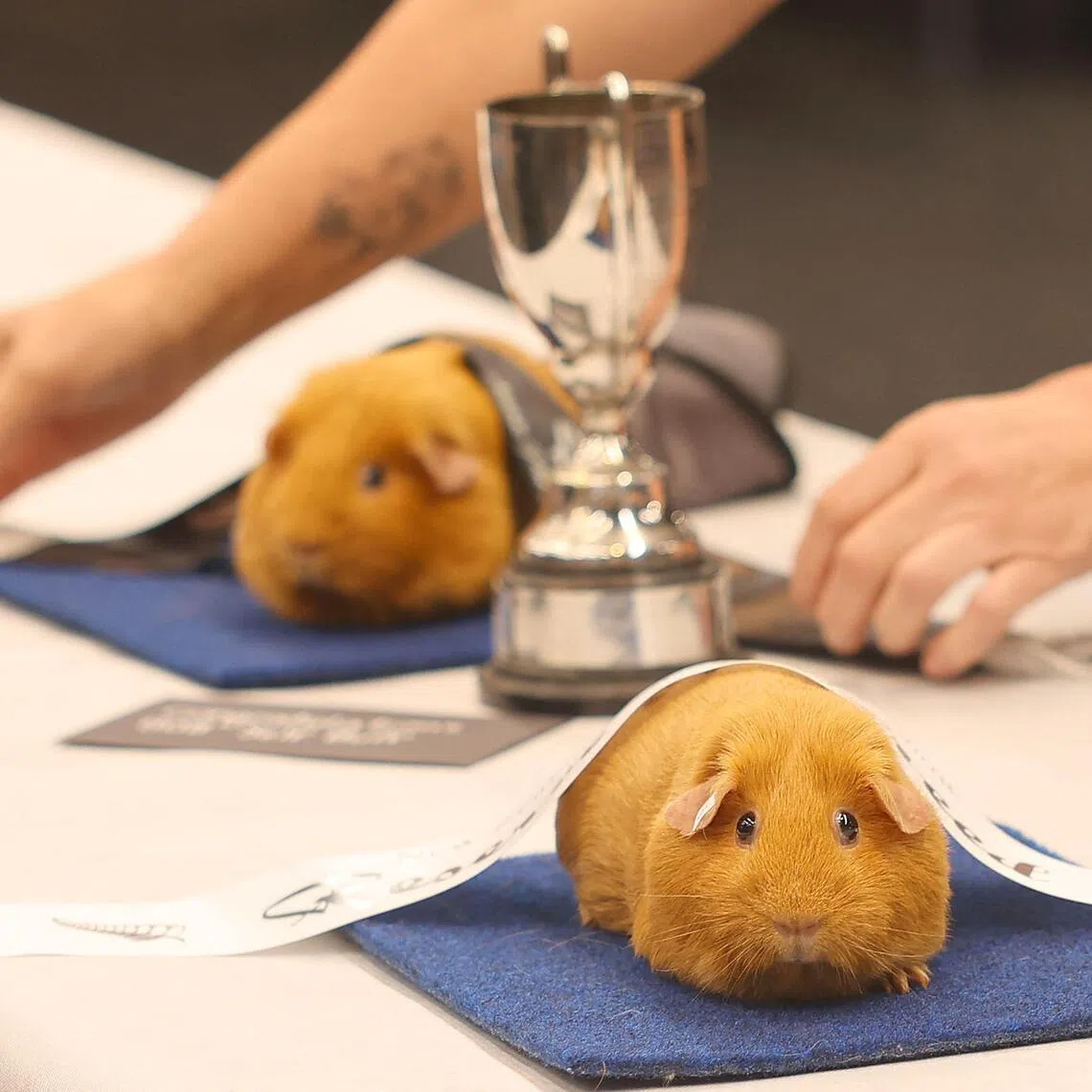 A prize-winning guinea pig is draped with a winner’s ribbon during the New Zealand National Guinea Pig Show on Sept 26.