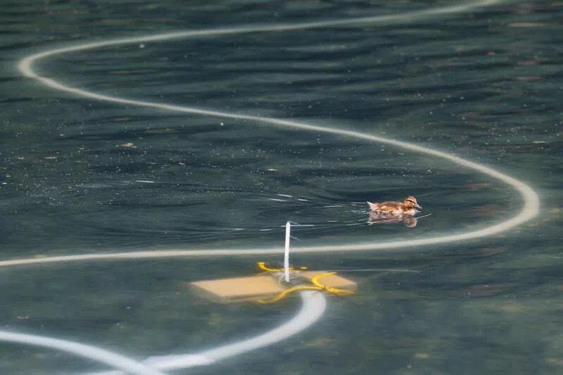 A duckling swims as cleanup continues on the Lincoln Memorial Reflecting Pool in Washington DC on June 22.
