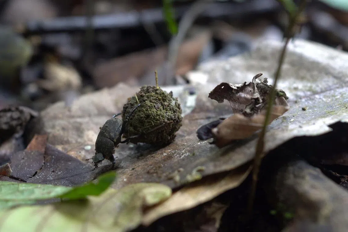 A dung beetle (Paragymnopleurus sparsus) in Sabah, Malaysian Borneo, rolling a dung ball.