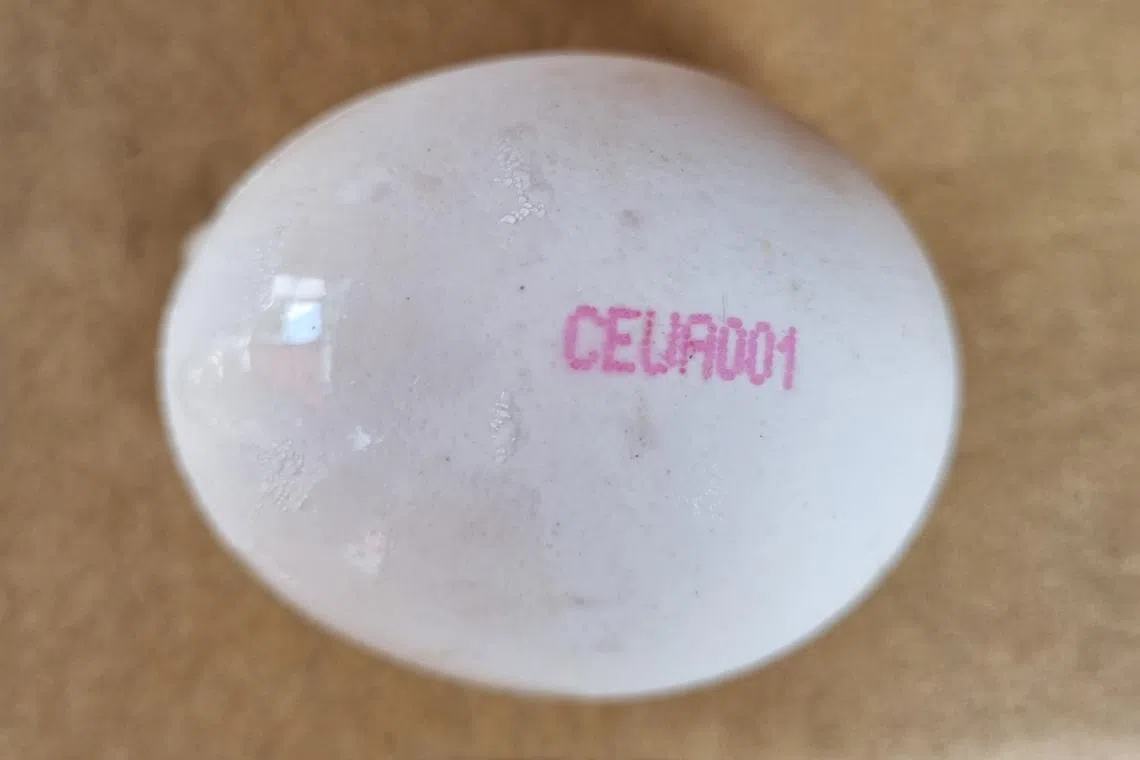 Imported from the LCC “Yasensvit” farm, eggs with the stamp “CEUA001” were detected to contain the bacterium.