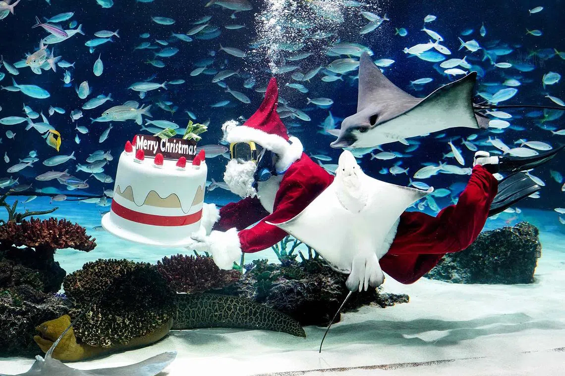 A diver dressed in a Santa Claus costume swimming with fish at Sunshine Aquarium during preparations for the upcoming Christmas special event in Tokyo on Dec 14, 2023. 