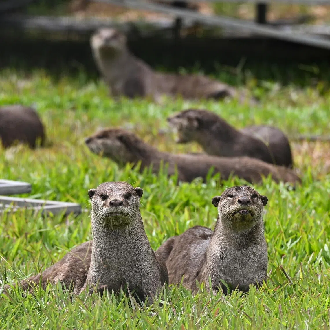 Smooth-coated otters outside Singapore Flyer on Jan 13, 2025. 