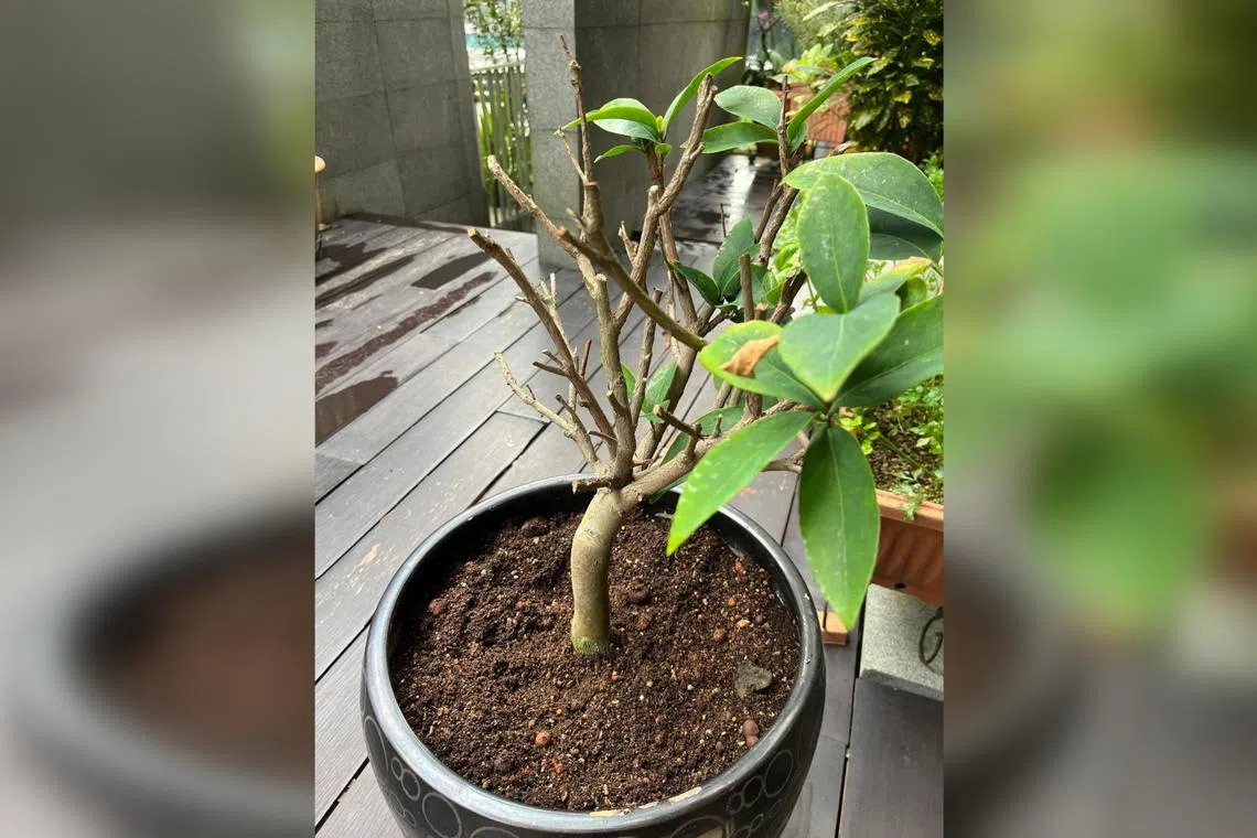 Try grafting new branches for a more even growth habit.