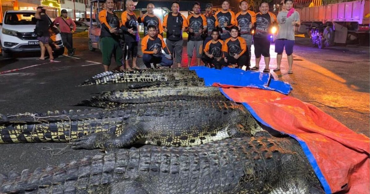 Nine crocodiles caught in two days in Sarawak