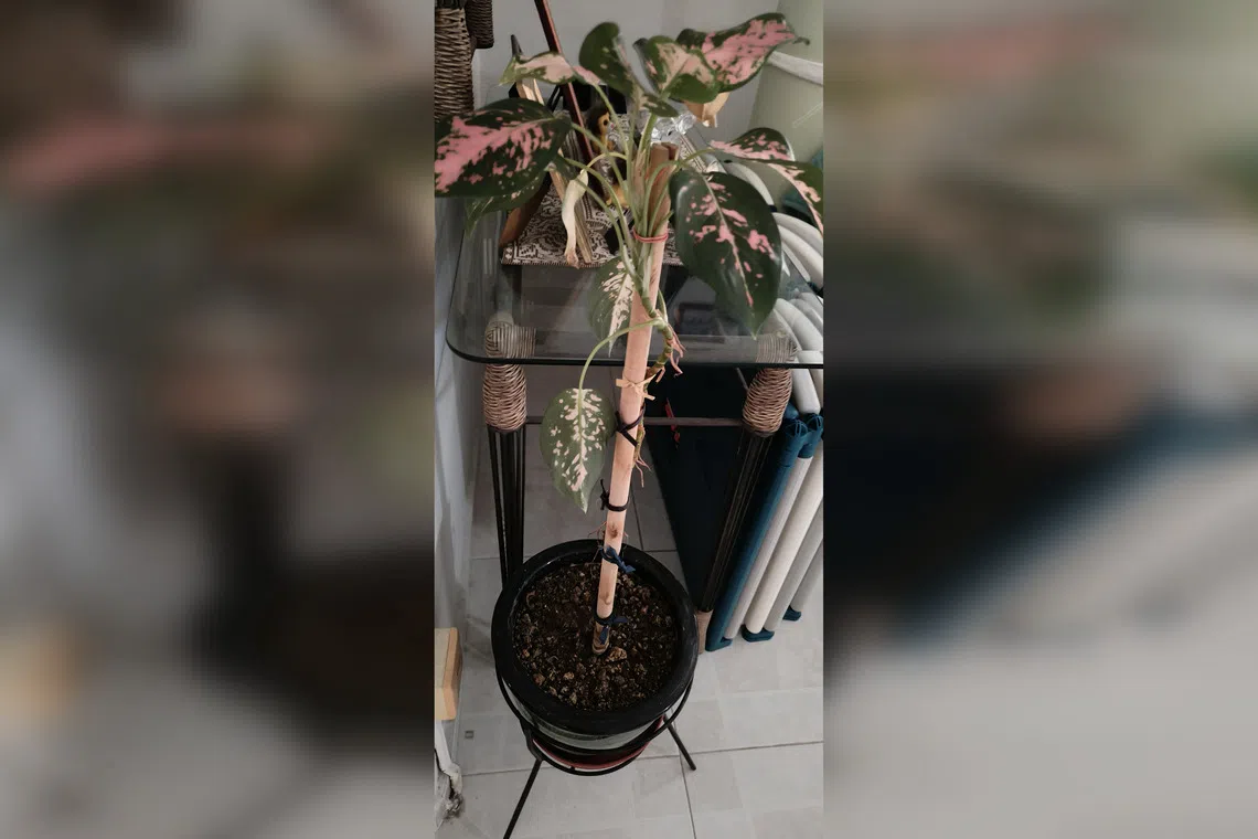 This is an older plant that can be propagated by stem-cutting.