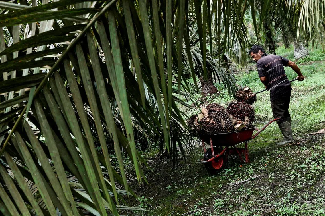 A worker harvesting fruit bunches at a palm oil plantation in Kampar regency in Riau.