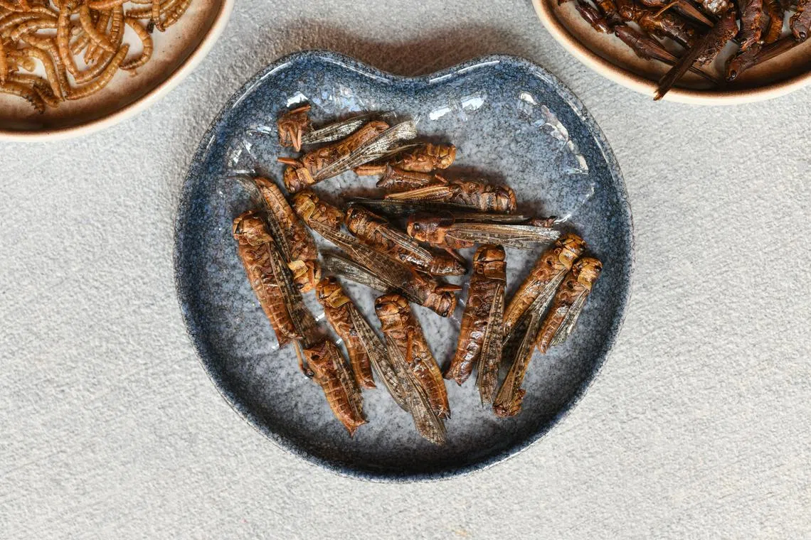 The most likely future for insect farming is one where it accelerates humanity’s growing appetite for poultry and mammal flesh, says the writer.