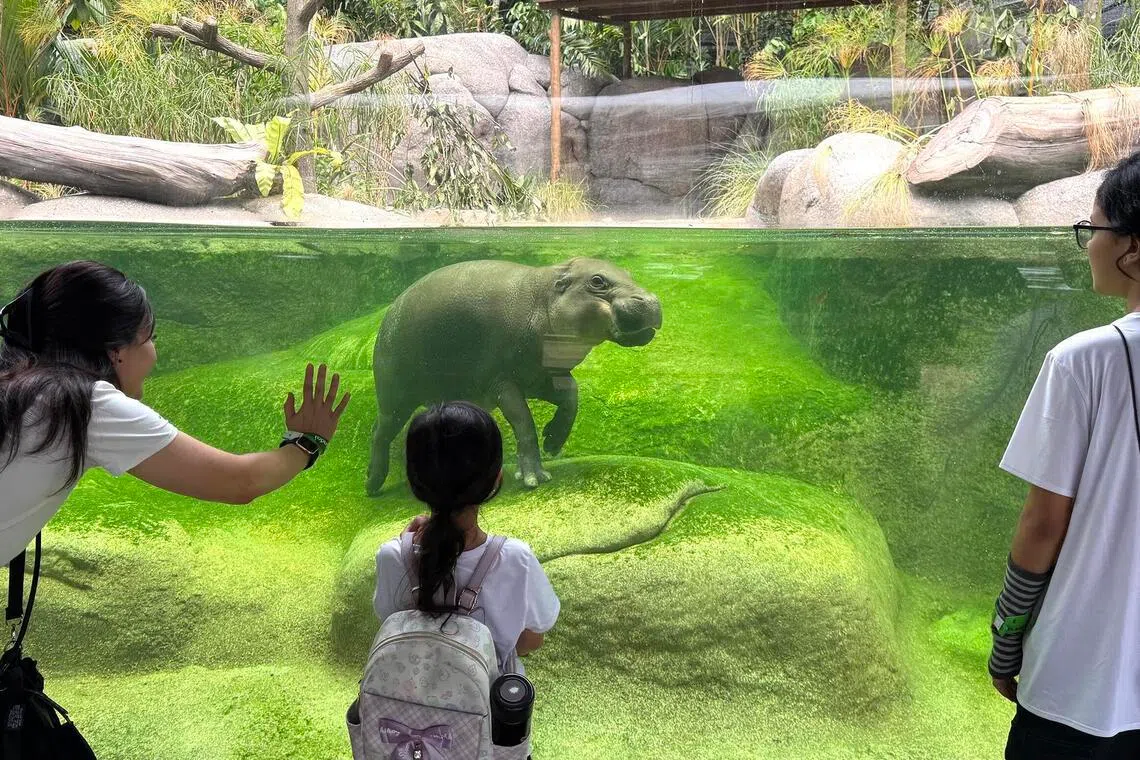Crocodile Lodge is located within the Rainforest Wild Adventure East park, which has animals like the pygmy hippo.