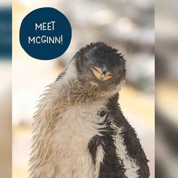 The chick reportedly hatched on April 27.