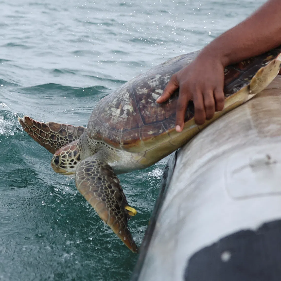 Luna, a rehabilitated sea turtle, is released into the Atlantic Ocean more than 10 nautical miles off the Lagos shoreline, after being captured twice by poachers in Lagos Nigeria, June 13, 2025. Conservationists warn that endangered species such as sea turtles are rapidly disappearing along Nigeria's southern coast due to poaching. REUTERS/Sodiq Adelakun