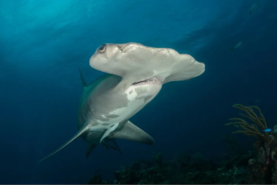 The hammerhead shark was one of the species approved in November.