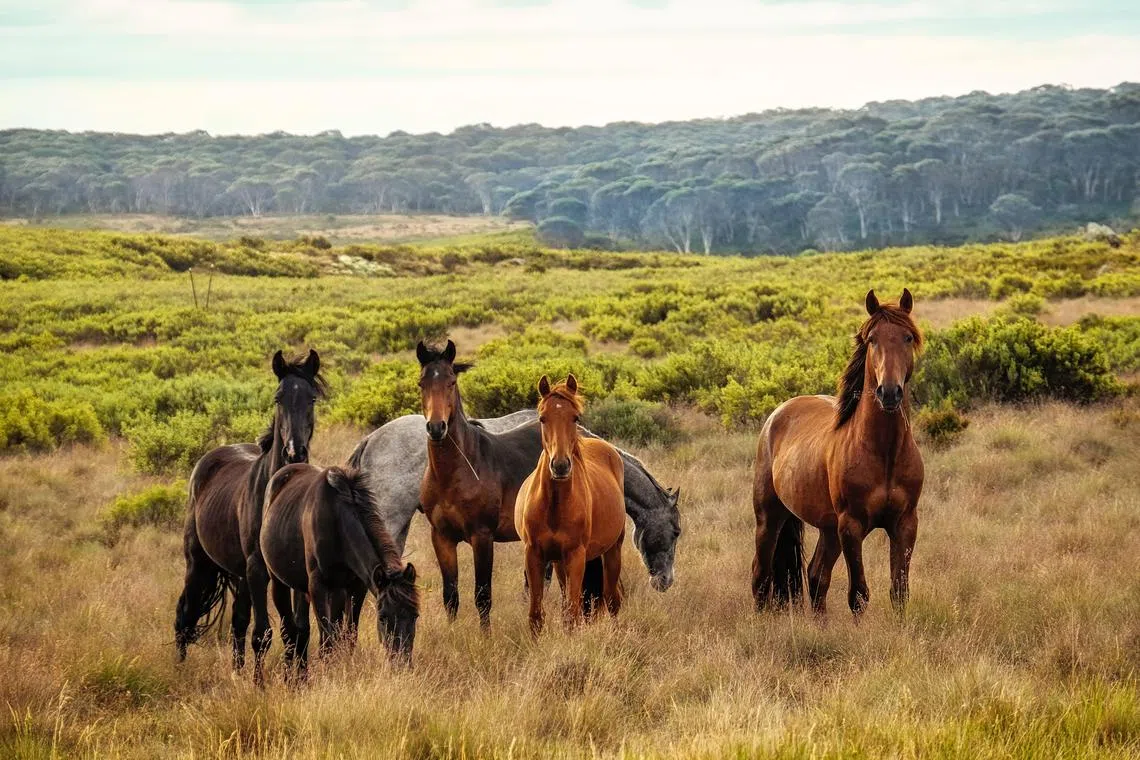 New South Wales state authorities want to cut the population of wild horses - known as “brumbies” - to 3,000 by mid-2027.