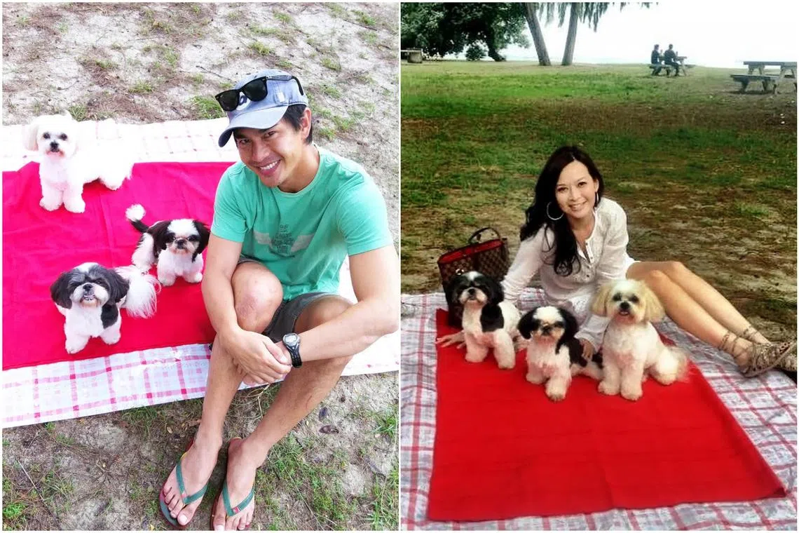 Cookie is the last and the youngest of the couple’s three adopted shih tzus.