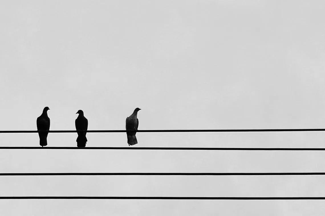 From the days when they were a three-person family, the writer admires the balancing act of three pigeons amid the Covid-19 chaos.