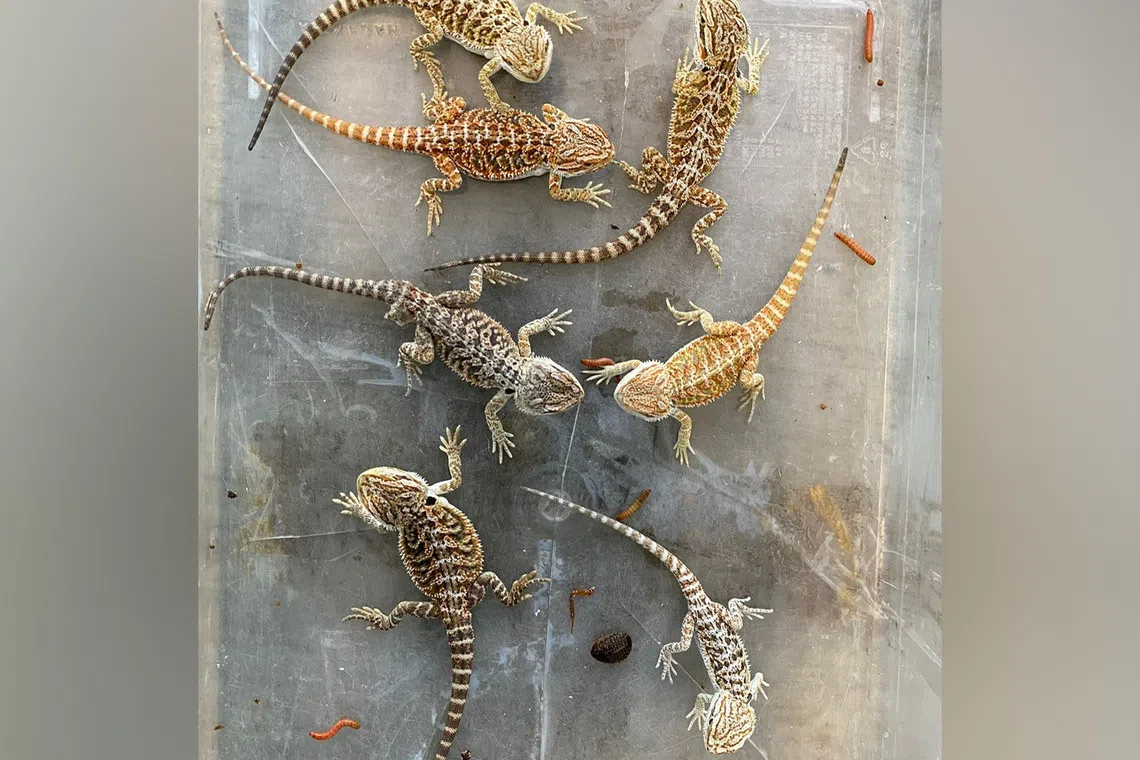 NParks cautioned pet owners against purchasing pets from unlicensed sources, as the health of these animals are unknown.