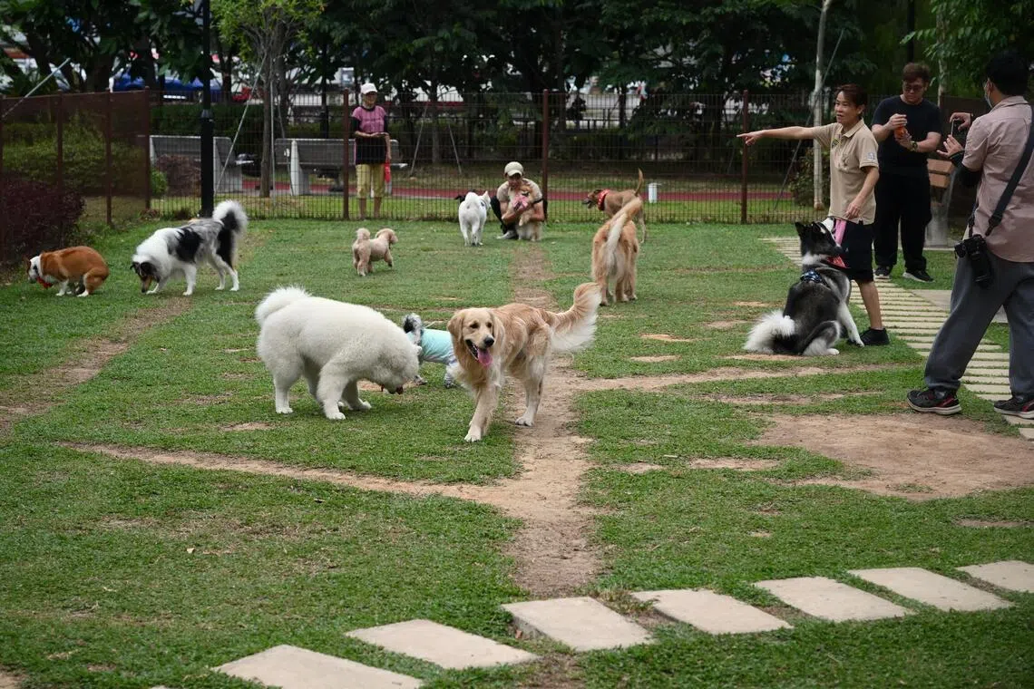 During walks, monitor your pet closely for early signs of respiratory distress, such as increased panting, respiratory noise or reluctance to continue exercising.  