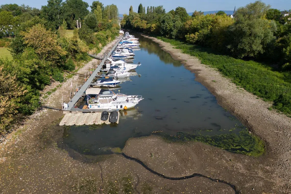 Boats docked along a wooden pier in a tree-lined canal.