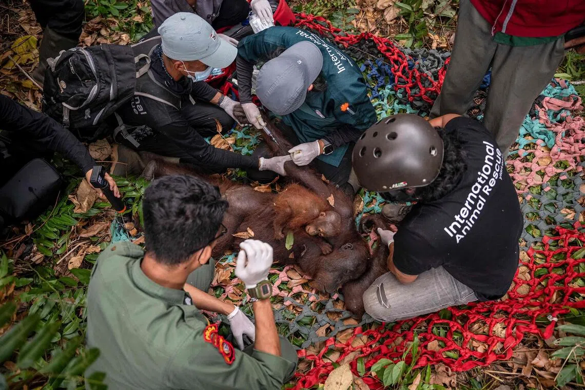 Indonesia rescues second orangutan mother and baby from wildfire