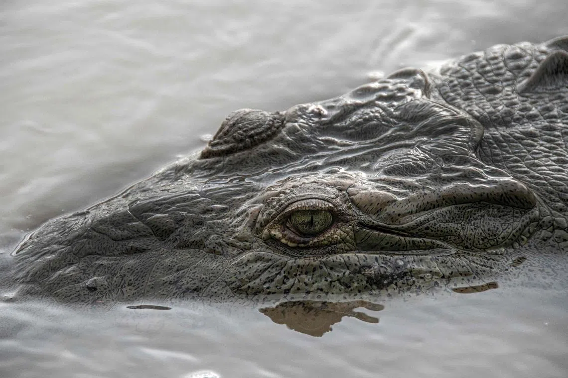 Between 2020 and 2022, there had been a total of 12 crocodile attacks reported in Lahad Datu, out of which eight were fatal. 
