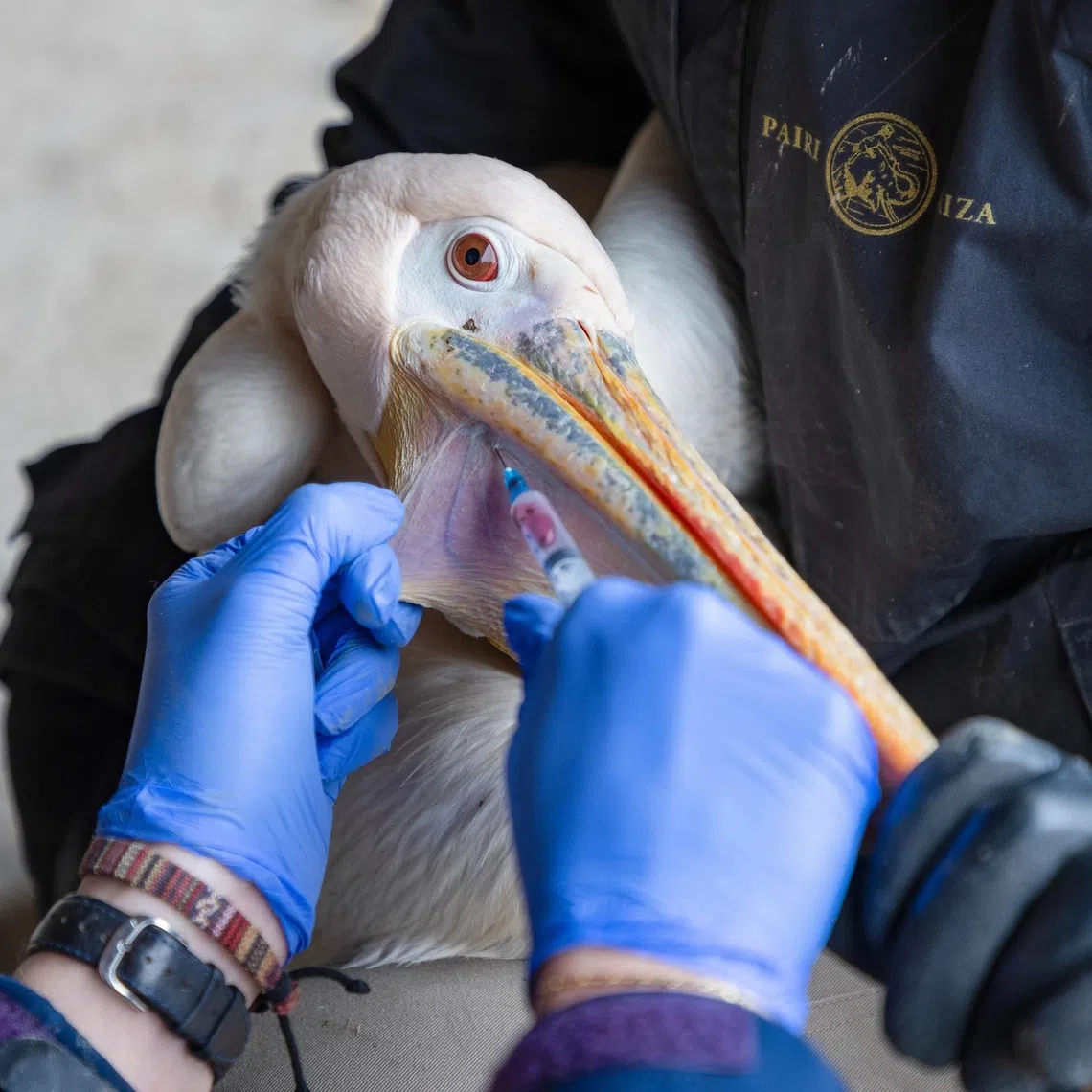 Vaccination being carried out at Pairi Daiza (Belgian zoo) with Ceva Wildlife Research Fund. 