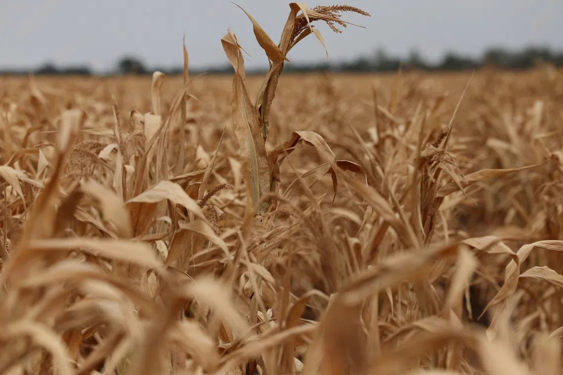 The FAO Food Price Index, which tracks monthly changes in a basket of internationally traded food commodities, averaged 133.3 points in August.