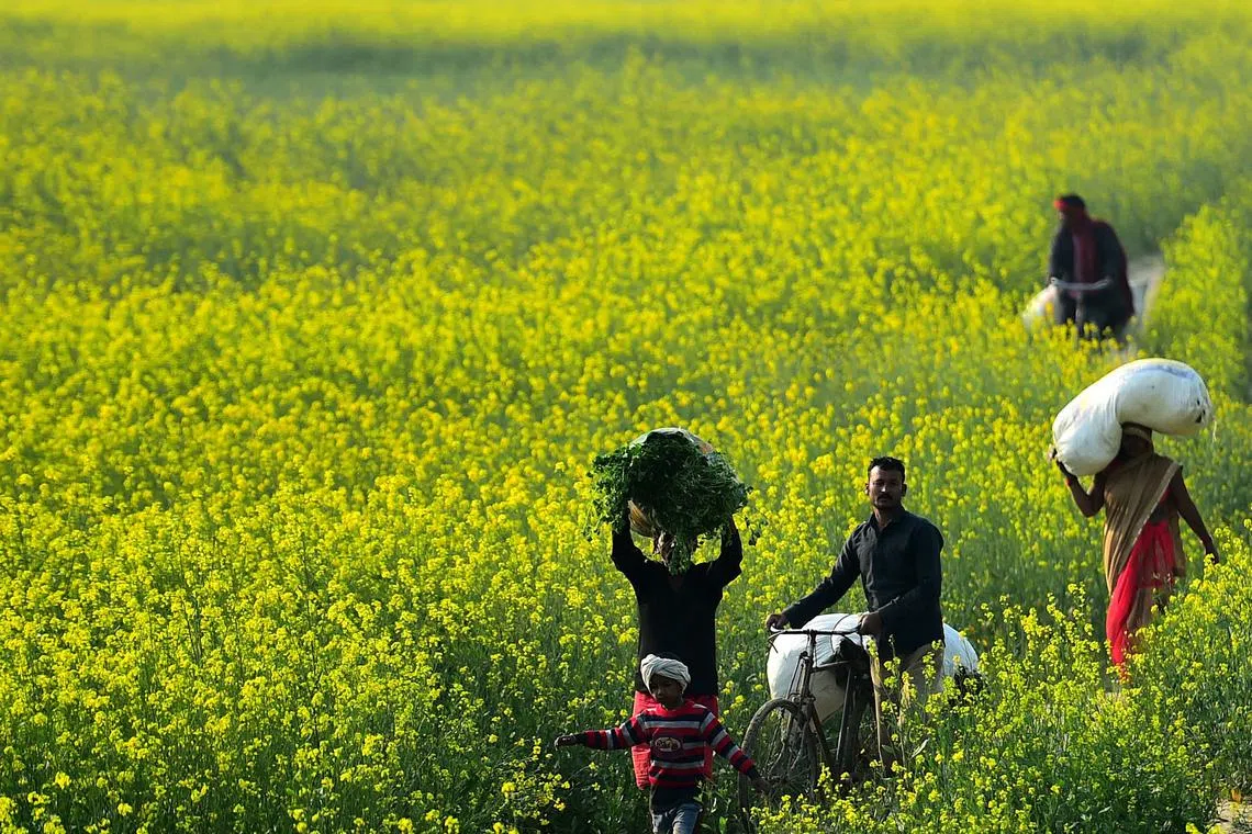 Villagers pass through a mustard field in Jhusi area, in Allahabad on February 15, 2022. (Photo by SANJAY KANOJIA / AFP)