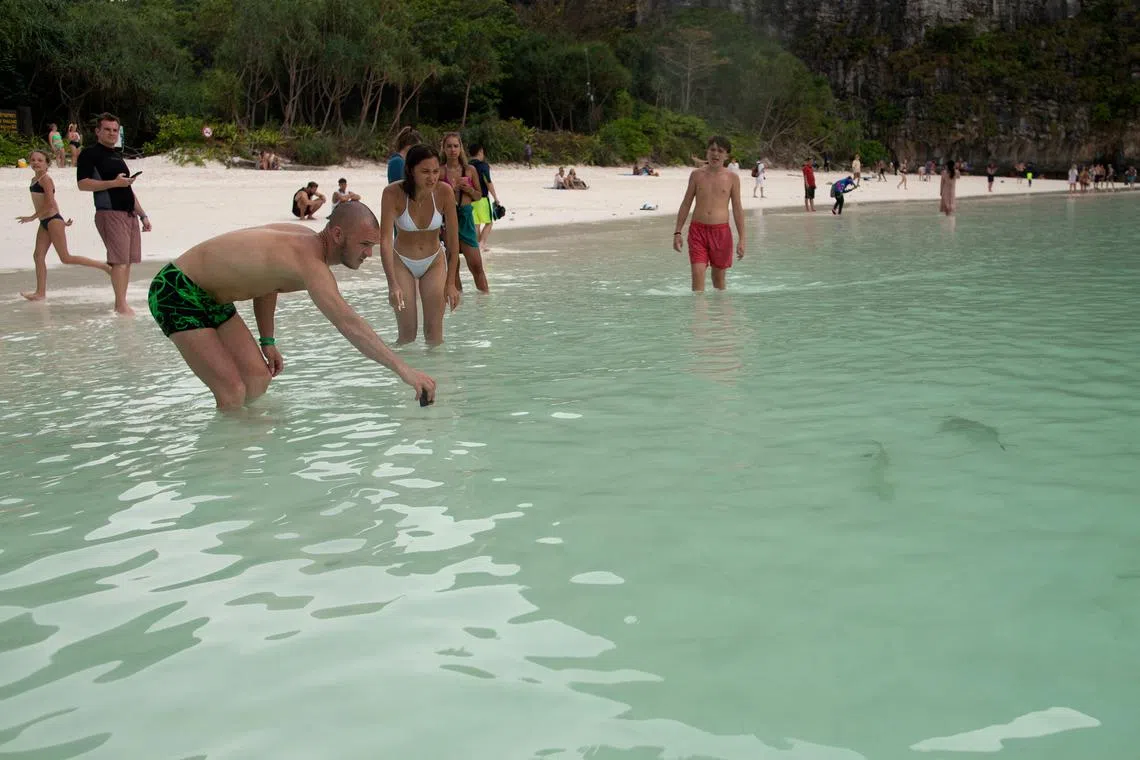 Tourists watch a newborn blacktip reef shark at the beach in Maya Bay at the Phi Phi Island National Park on Feb 25, 2023. Authorities have maintained restrictions on access. Tour boats must dock on the other side of the island from the beach; visitors must walk to the beach; the number of visitors allowed every hour is capped at 375 and they are allowed to wade only knee-deep into the water. 