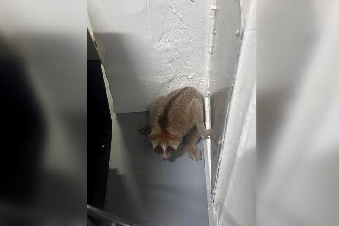 A native and endangered Sunda slow loris was found in the sixth floor corridor of an HDB block near Sin Ming on Jan 17.