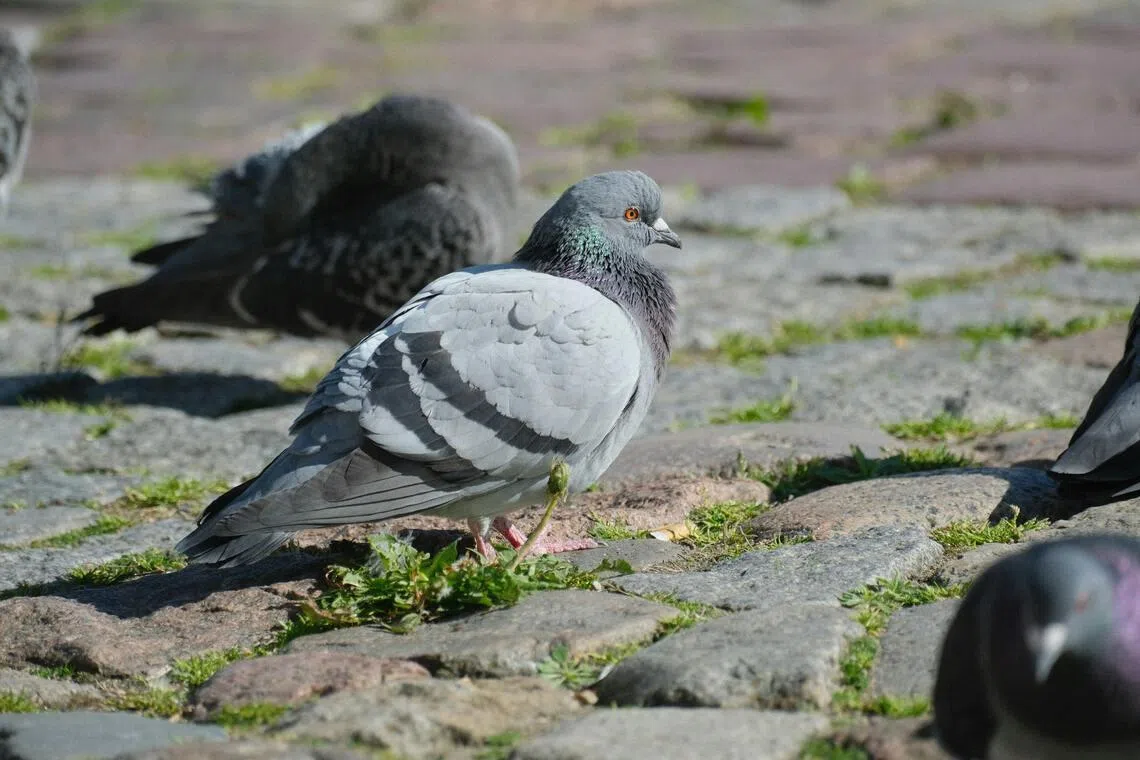 People caught feeding pigeons in the restricted areas can face fines of up to 1 million won (S$845).