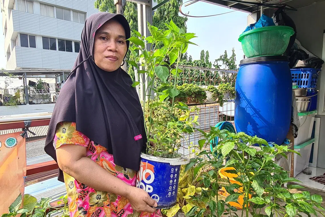 Indonesian housewife Siti Nur Asipah caring for the  bird’s eye chilli plants she germinated from rotten chillies on her rooftop garden in East Jakarta.
