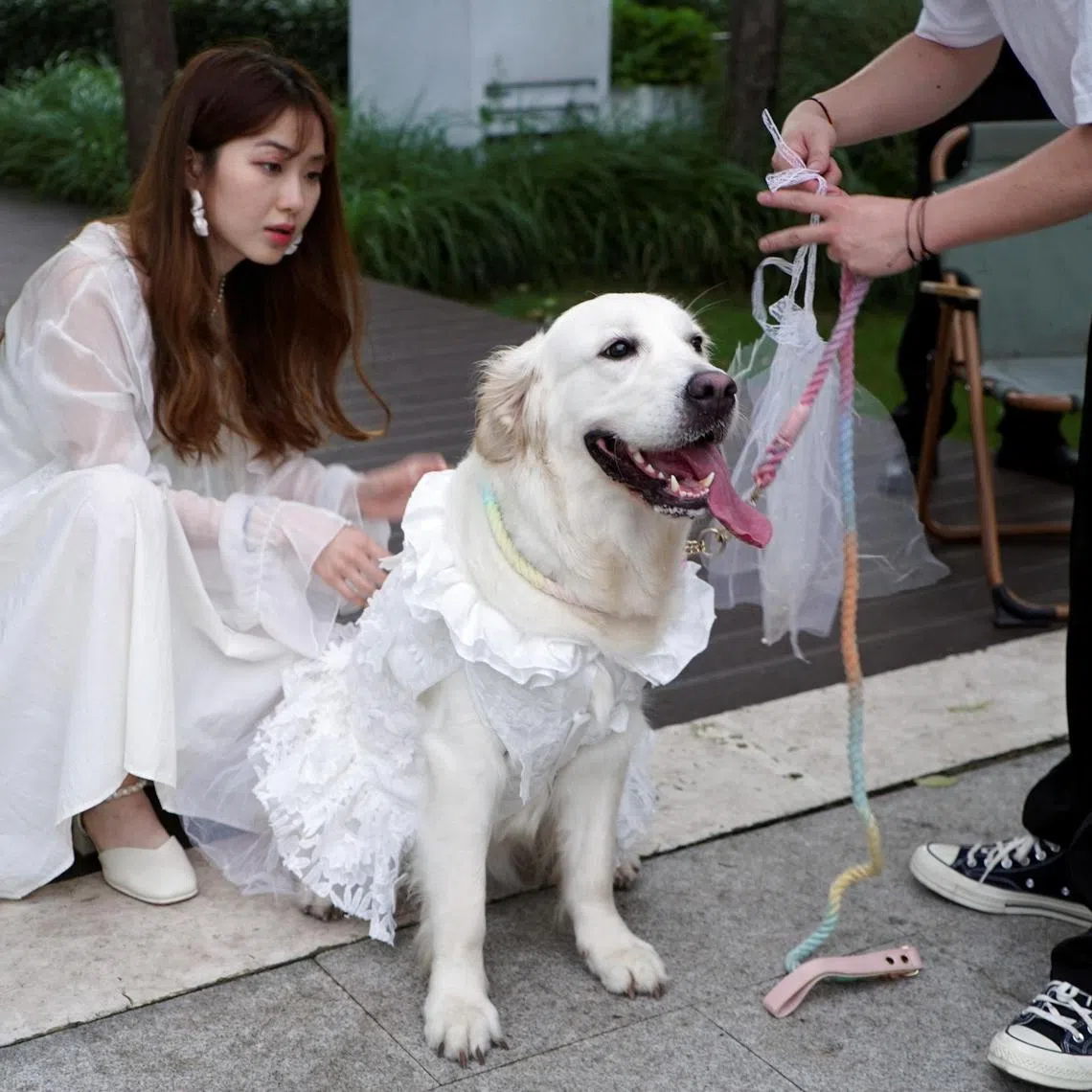 Pet owners prep their golden retriever's gown for the dog's marriage ceremony in Shanghai.