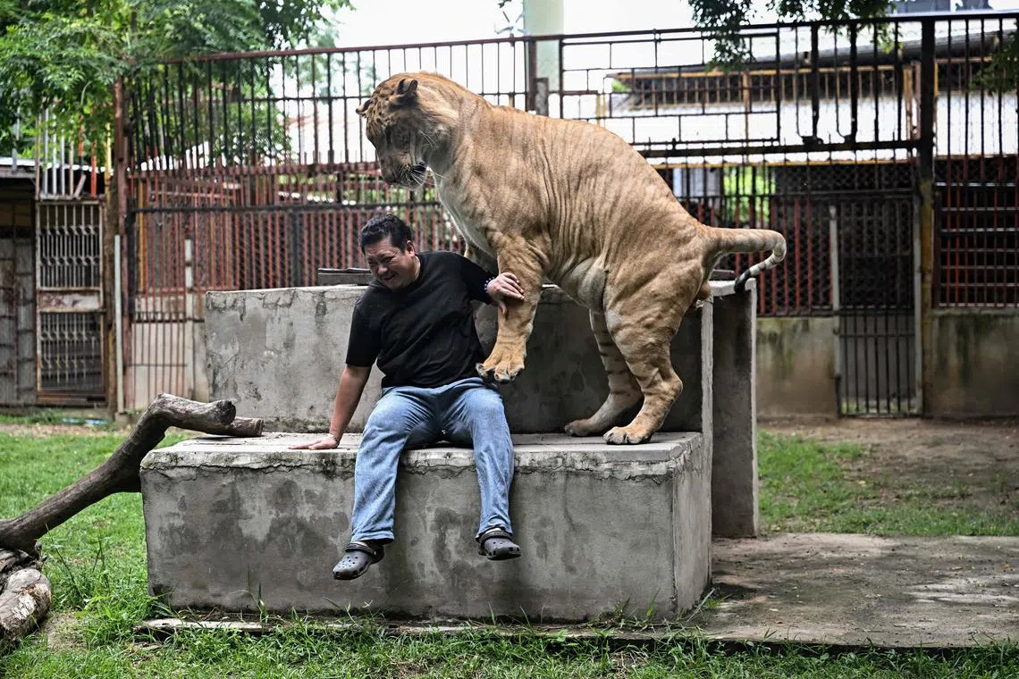 TOPSHOT - This photo taken on July 11, 2025 shows mechanic shop owner and avid Tiktoker Tharnuwarht Plengkemratch interacting with his pet lion-tiger hybrid “Big George” in Chiang Mai. Thailand's captive lion population has exploded in recent years, with nearly 500 registered individuals in zoos, breeding farms, petting cafes and homes. (Photo by Lillian SUWANRUMPHA / AFP) / To go with 'THAILAND-ANIMAL-ENVIRONMENT-LION,FEATURE' by Sara Hussein and Chayanit Itthipongmaetee
