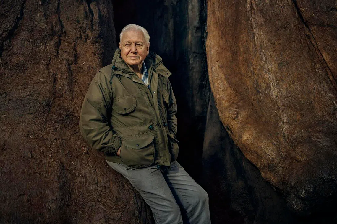 Sir David Attenborough secured the Emmy for Outstanding Daytime Personality - Non-Daily, for his work on Netflix’s Secret Lives Of Orangutans.
