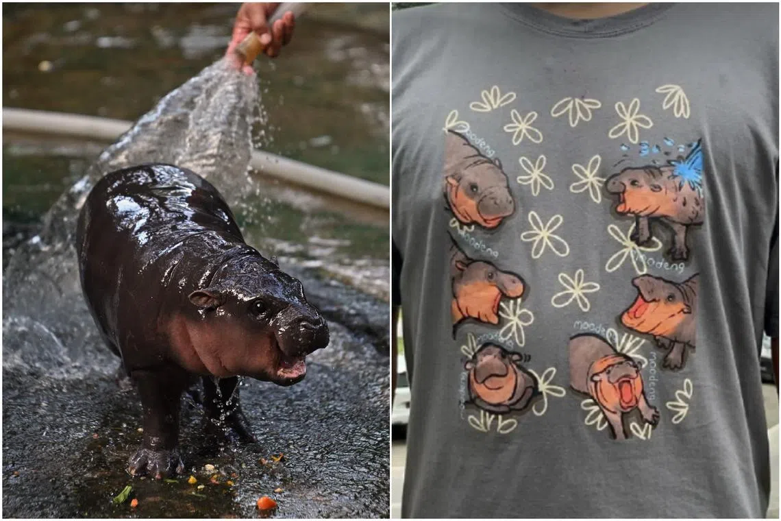 The zoo said hippo-patterned T-shirts will be launched this week. 
