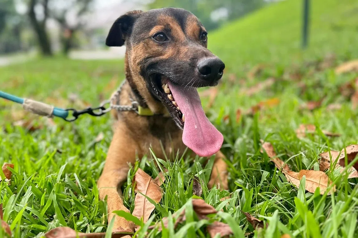 Casper is a four-year-old male Singapore Special looking for a forever home.