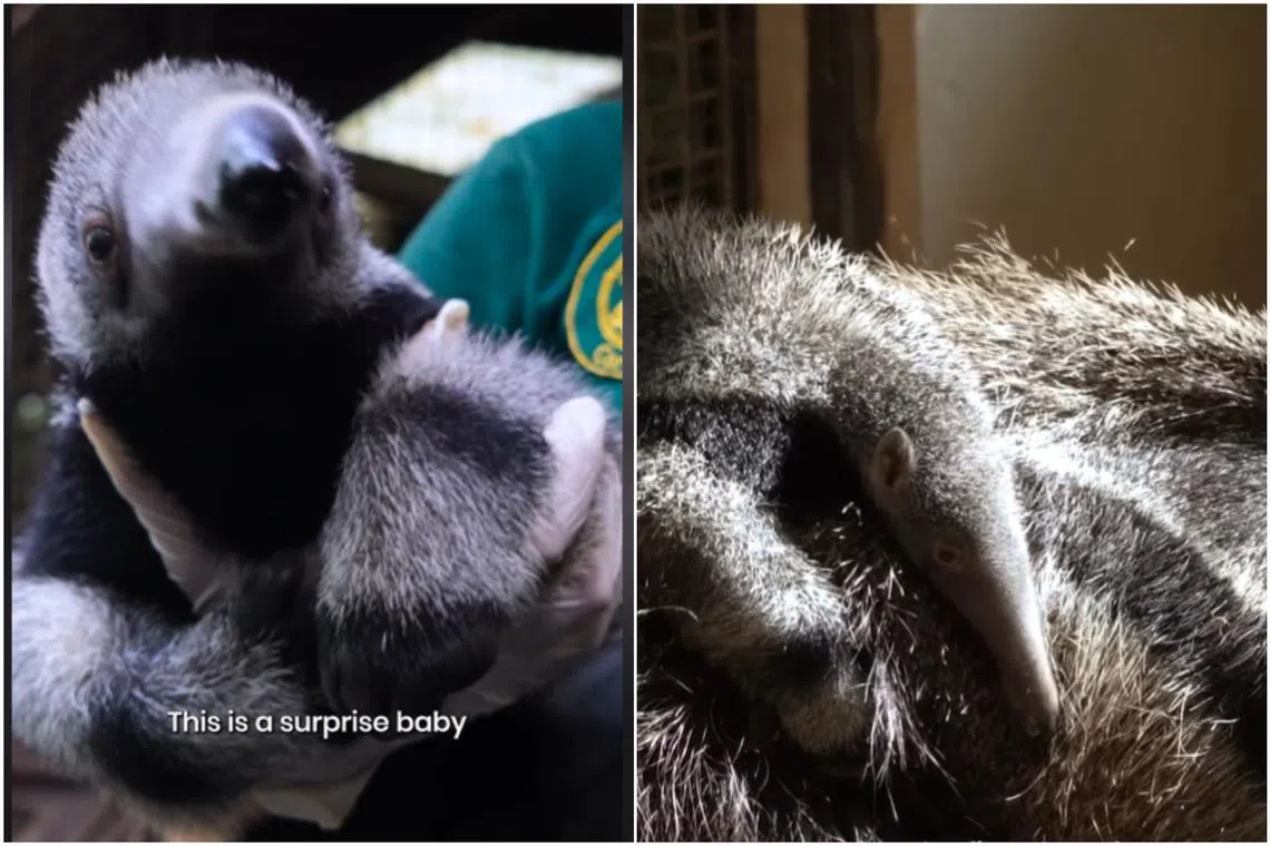 The anteater baby is very active and playful, says the keeper, adding it has mostly been following its mother.