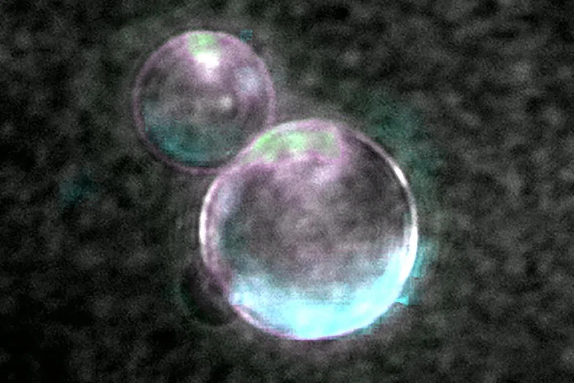 Scientists at the University of Minnesota have created SpudCell, the first synthetic cell to complete a full life cycle - from birth to division into next-generation cells - after being made from lifeless chemicals.
